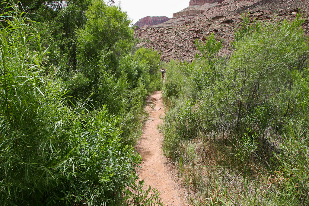 Heading into the marsh - Grand Canyon National Park, Arizona