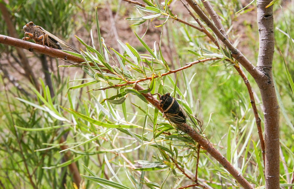 Cicadas - Grand Canyon National Park, Arizona