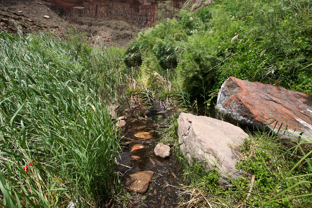 What appears to be a stream is the trail through the marsh - Grand Canyon National Park, Arizona