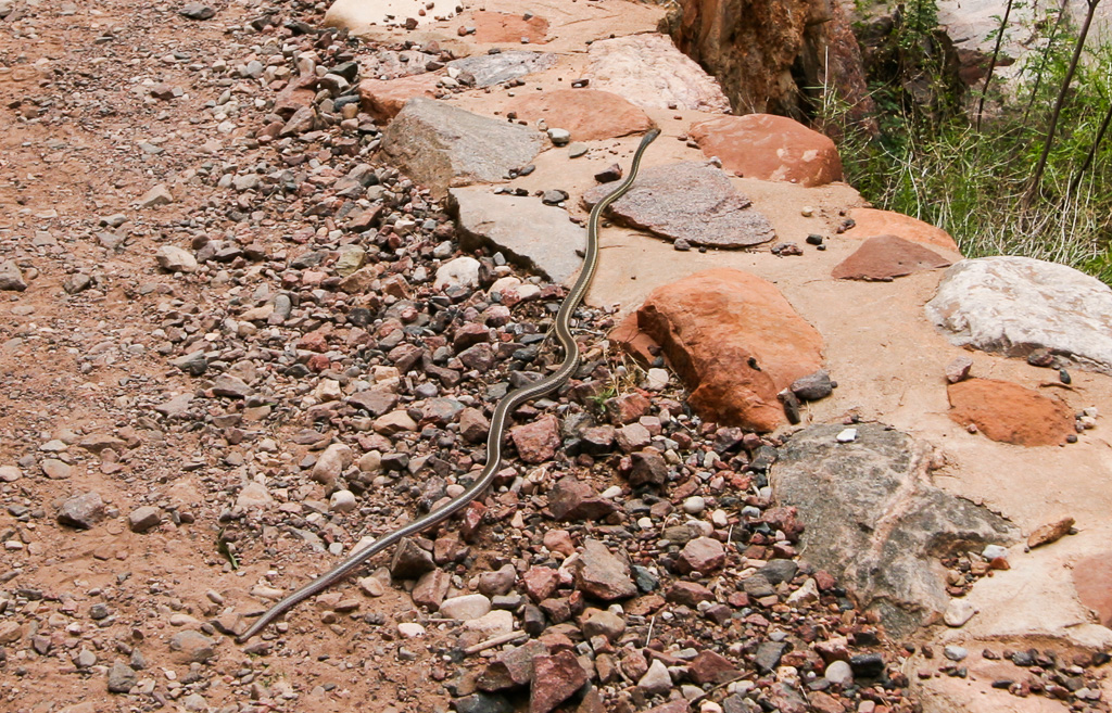 Non-poisonous whipsnake - Grand Canyon National Park, Arizona