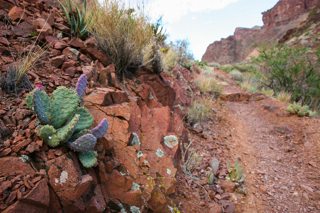 Prickly pear on the Clear Creek Trail - Grand Canyon National Park, Arizona