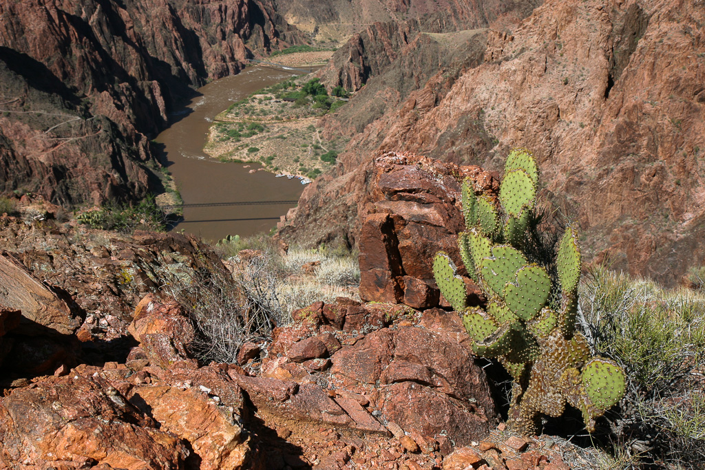 Prickly pear and the Colorado River - Grand Canyon National Park, Arizona