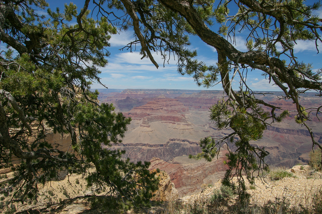 Tree lined vista - Rim Trail