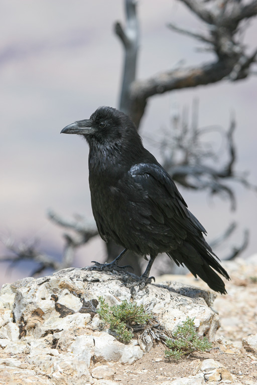 Raven - Rim Trail