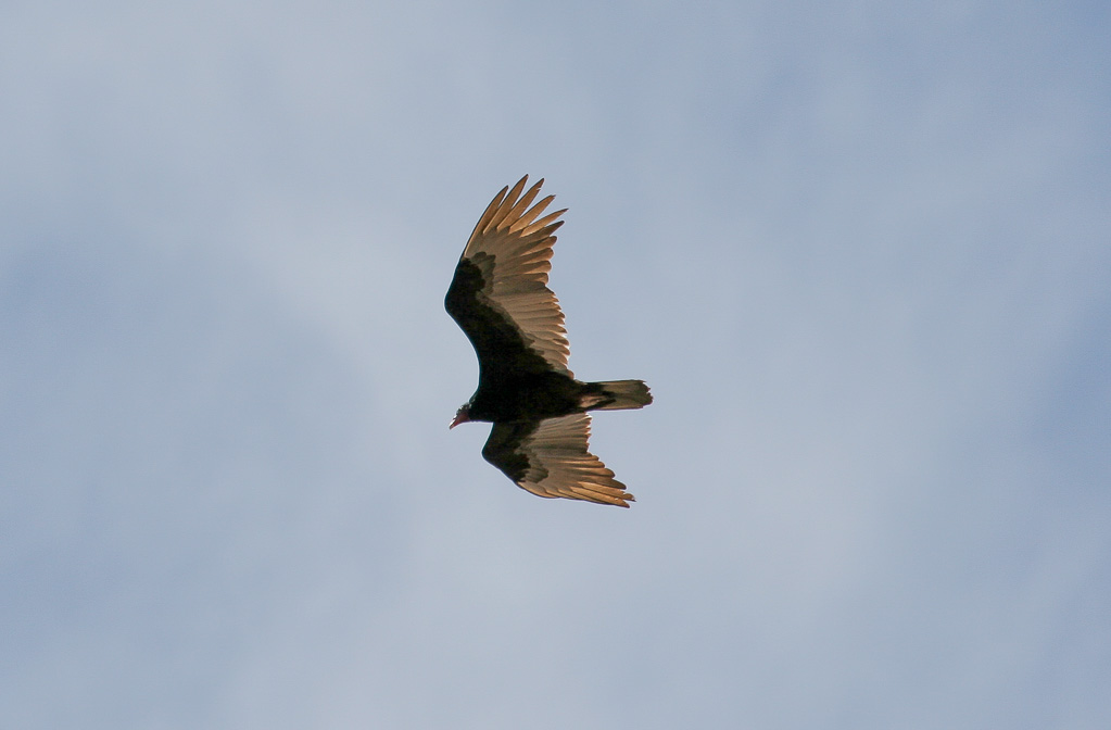 Condor - Rim Trail