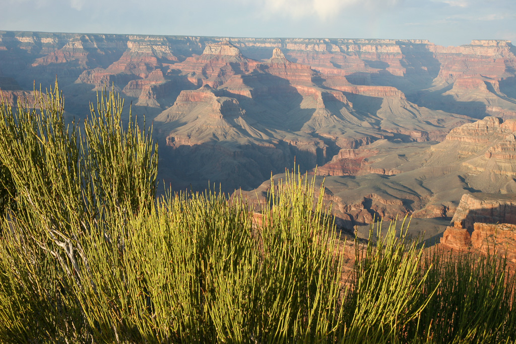 Touch of green - Rim Trail