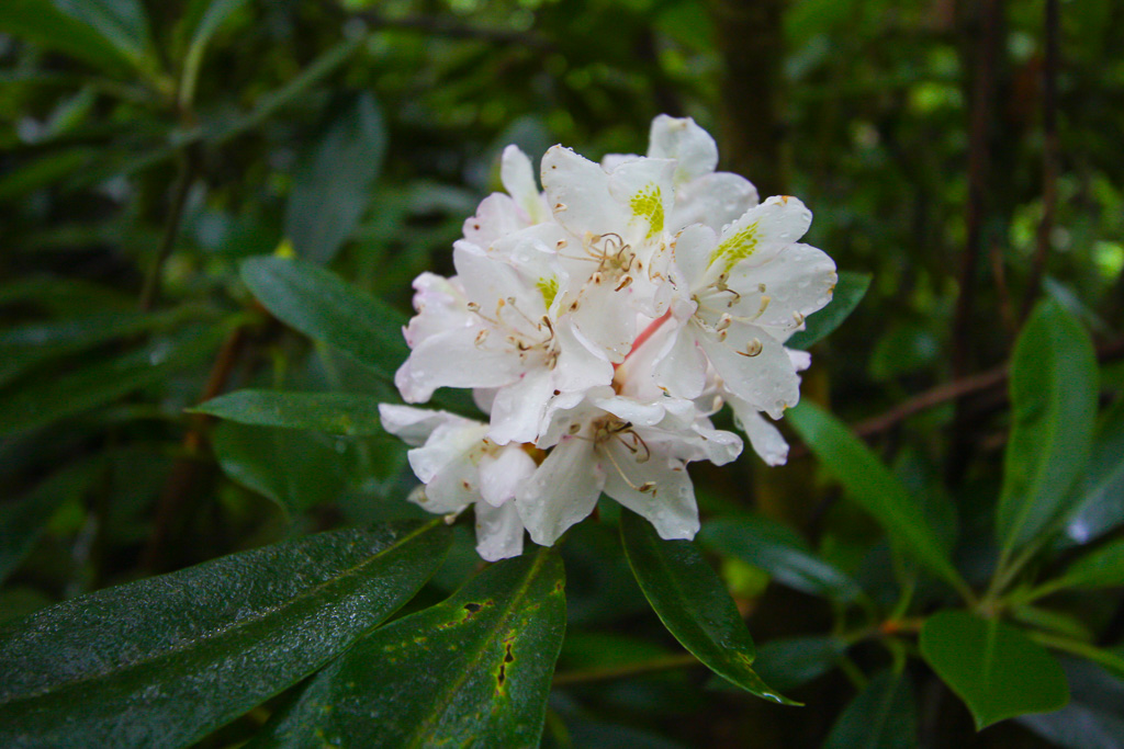 Rhododendron bloom - Rock Bridge Loop Trail #207