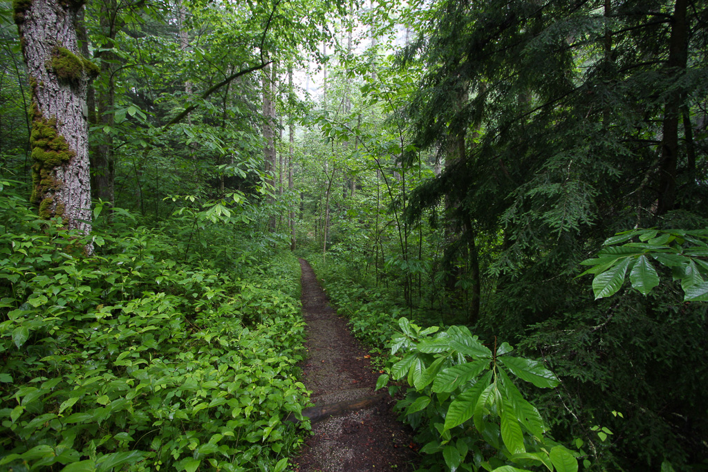 Forest trail - Rock Bridge Loop Trail #207