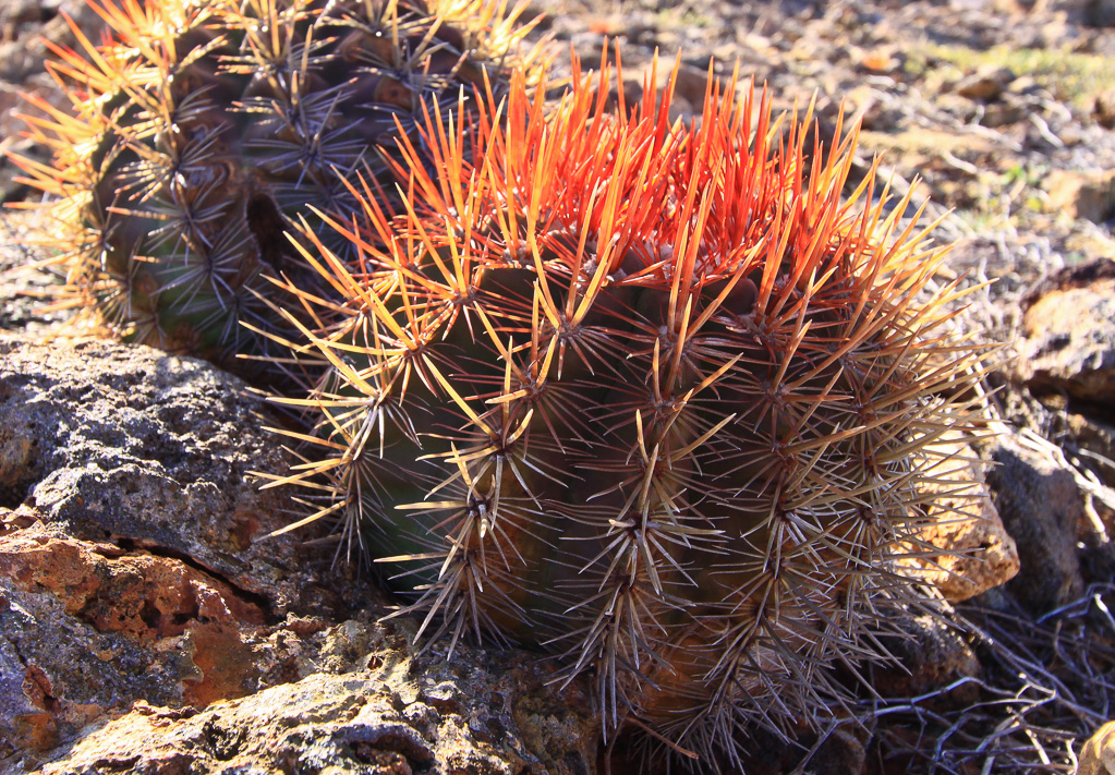 Barrel cactus - Seroe Colorado Natural Bridge