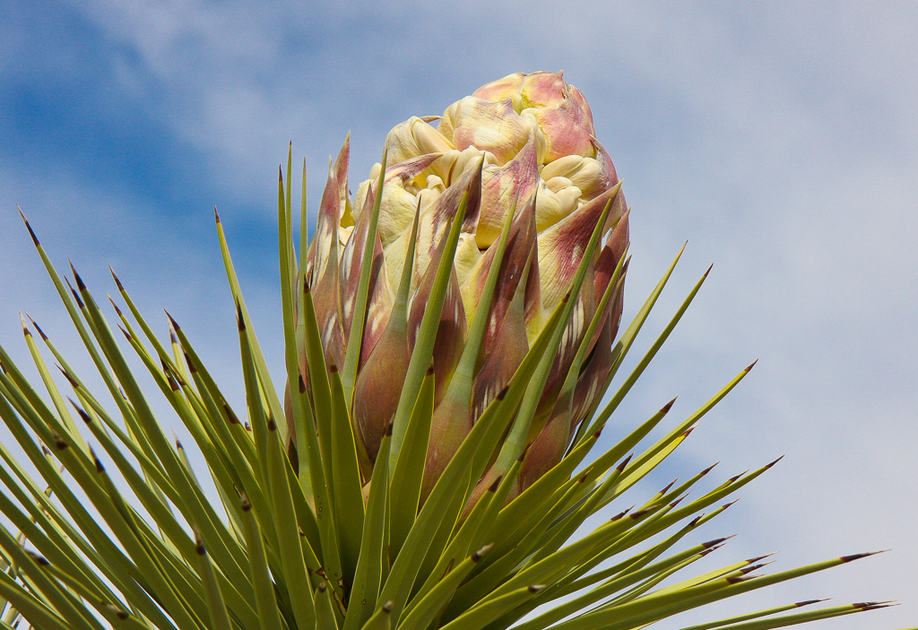 Yucca Bloom - California