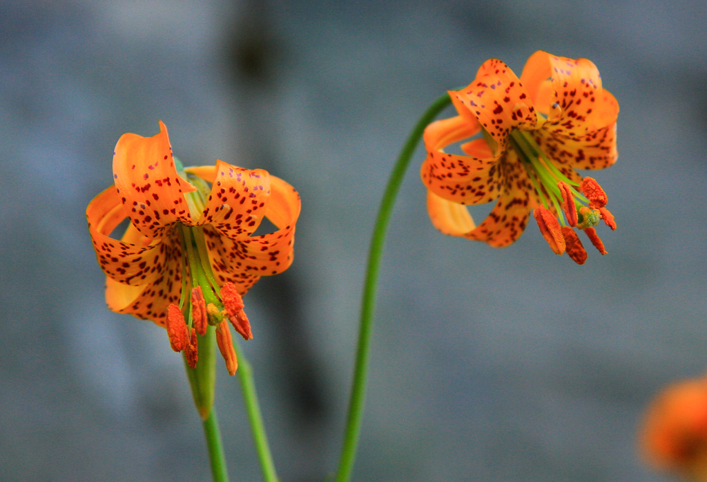 Columbia Tiger Lilies - Washington
