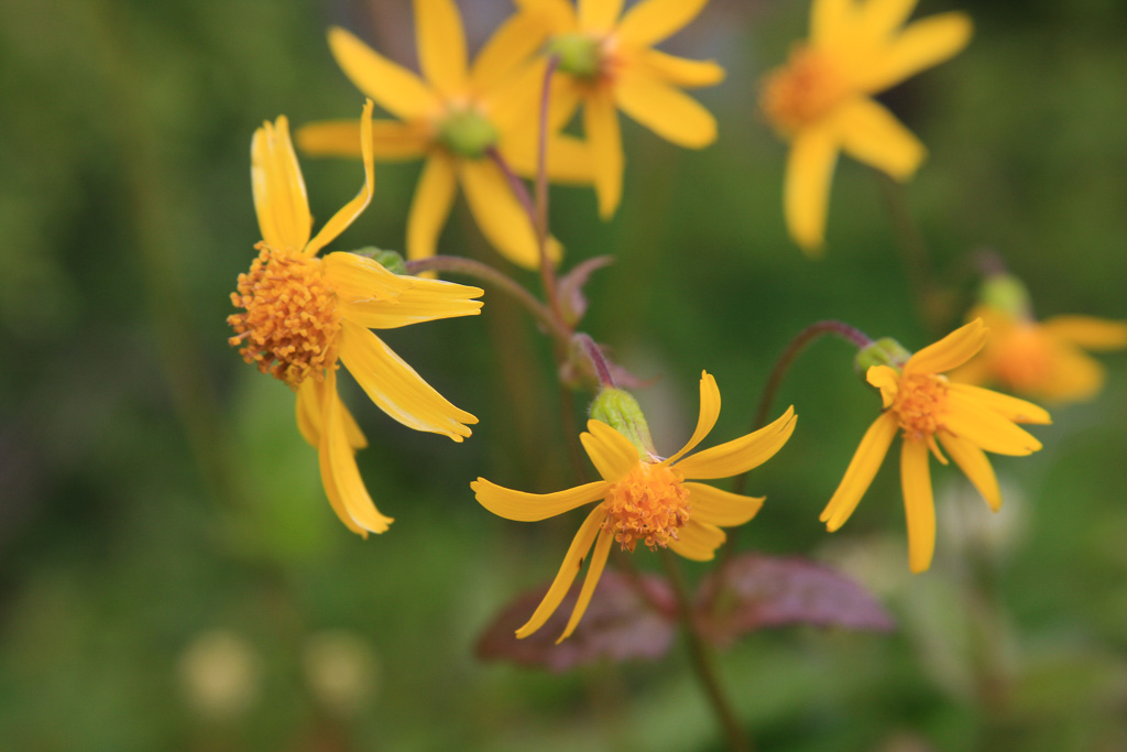 Mountain arnica - Skyline Divide