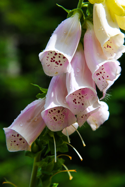 Foxglove - Washington