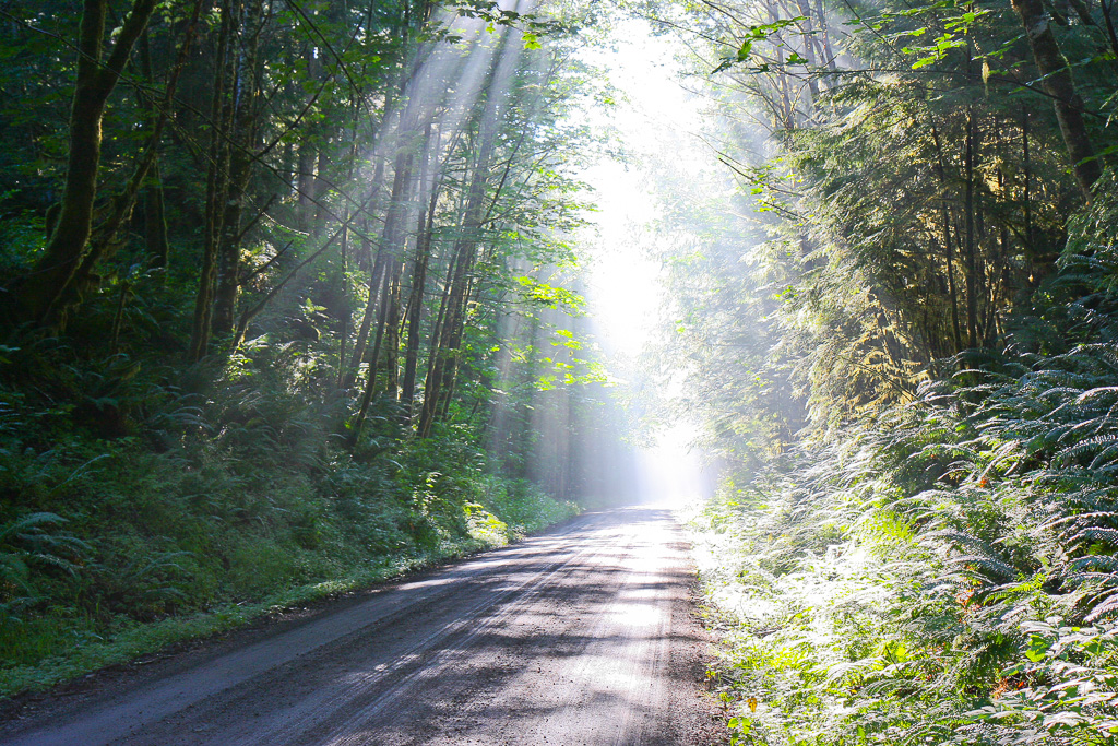 Forest Road 37 - Skyline Divide