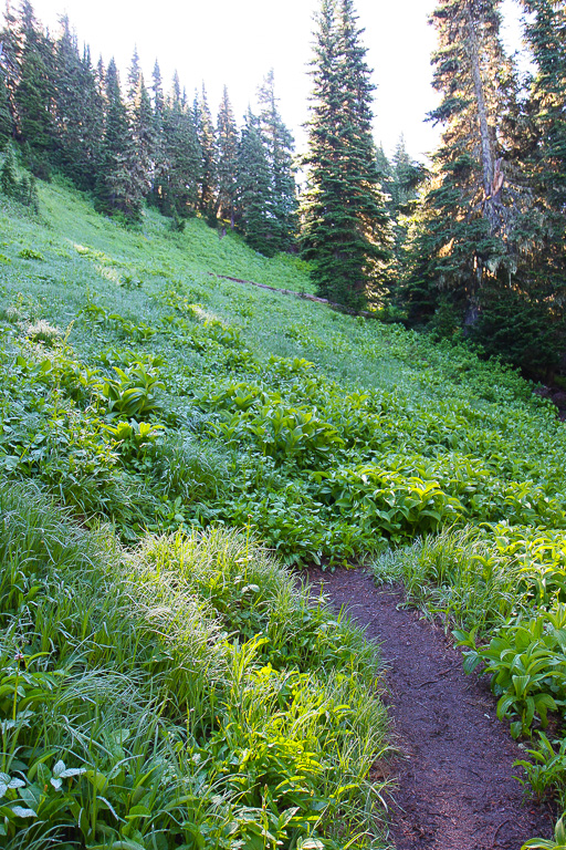 Through the meadow - Skyline Divide