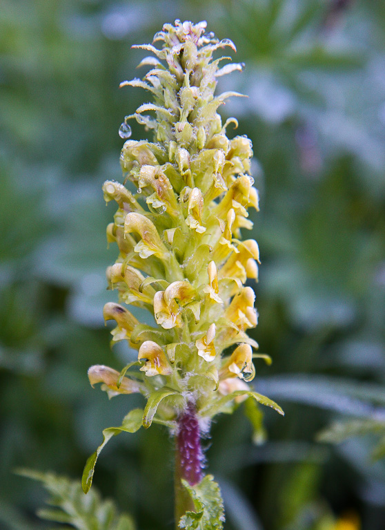 Bracted Lousewort - Washington