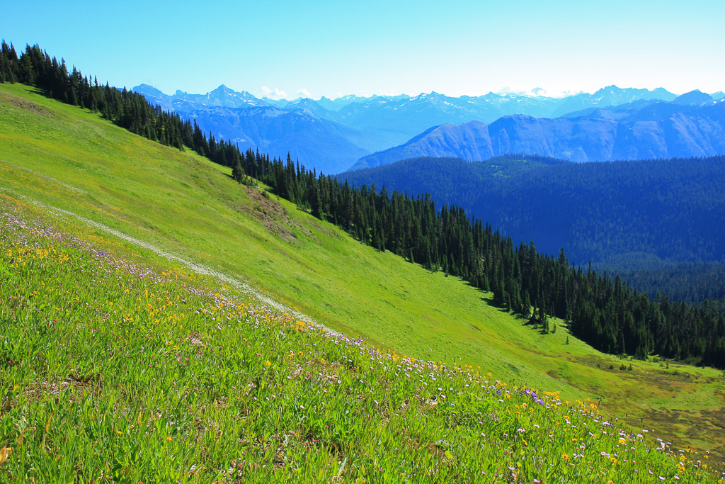 Wildflower slope - Skyline Divide