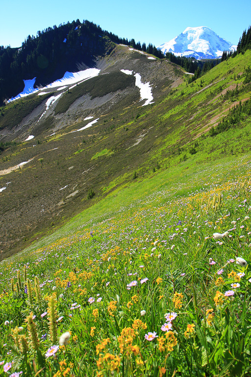 Wildflowers and Mount Baker - Skyline Divide