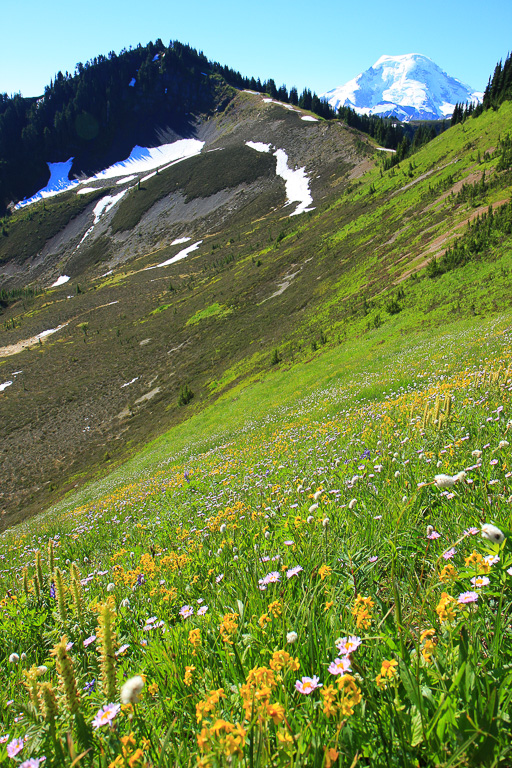 Wildflowers and Mount Baker - Skyline Divide