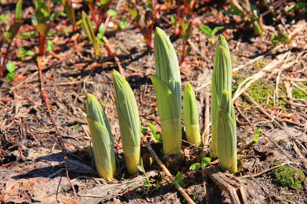 False helibore sprouting - Skyline Divide