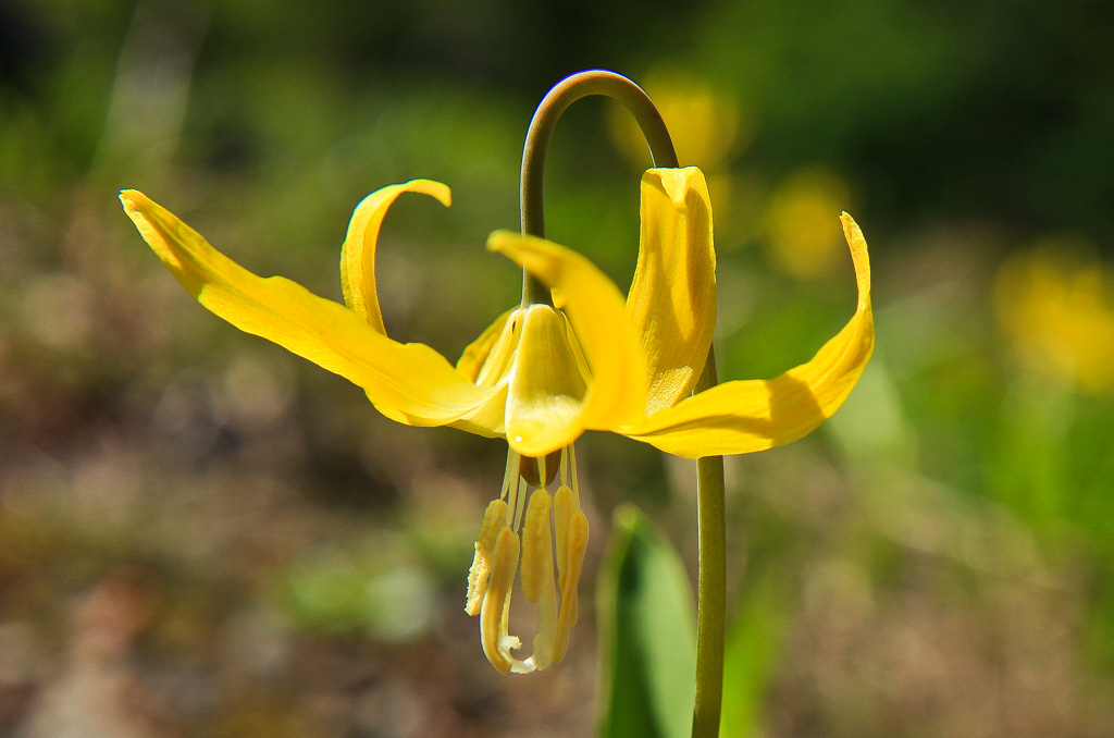 Glacier Lily - Washington