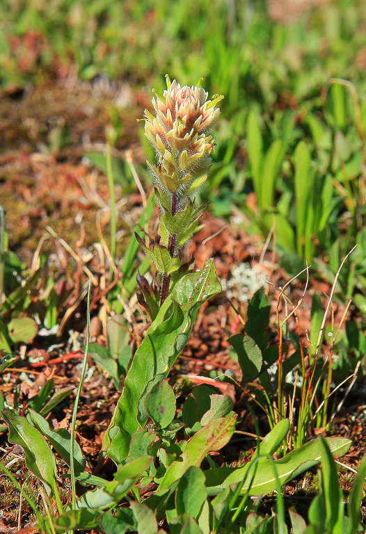 White Indian Paintbrush - Skyline Divide