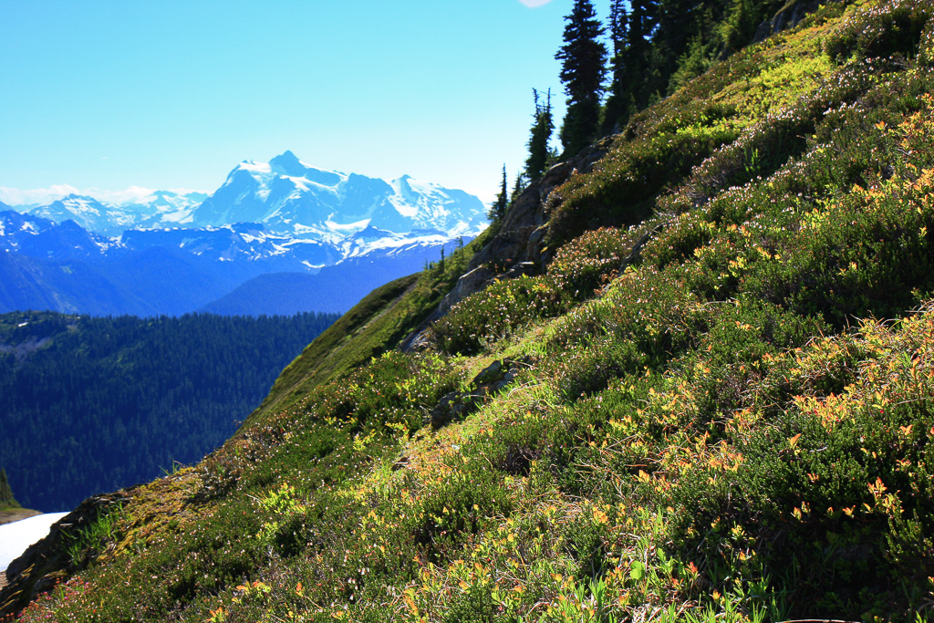 Wildflowers and Shuksan - Skyline Divide