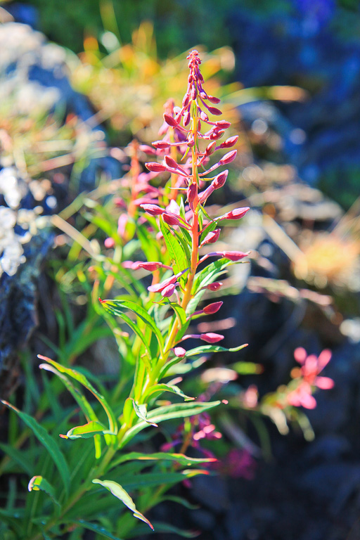 Fireweed - Skyline Divide