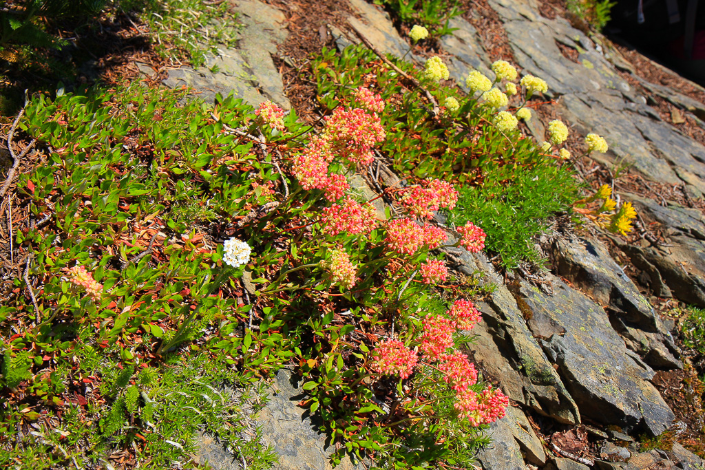 Stonecrop - Skyline Divide