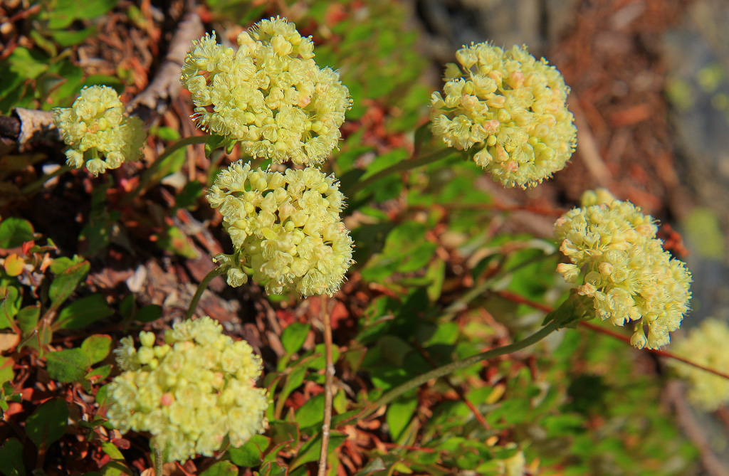 Sulphurflower Buckwheat - Skyline Divide