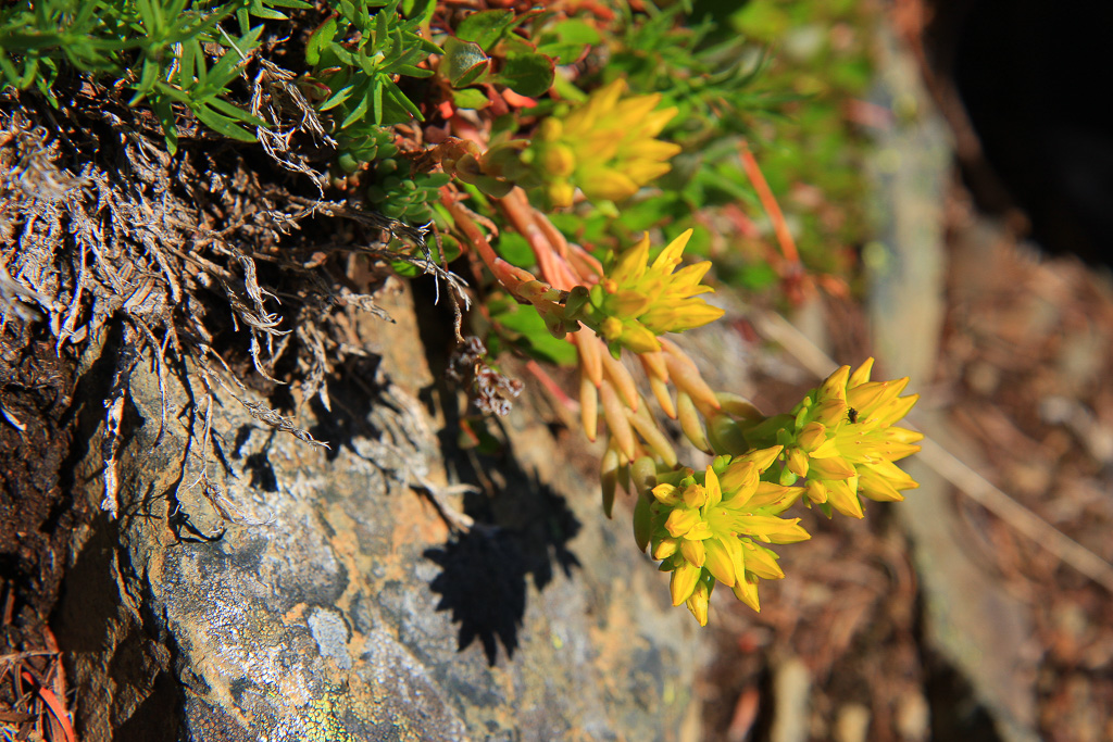 Spearleaf Stonecrop - Skyline Divide