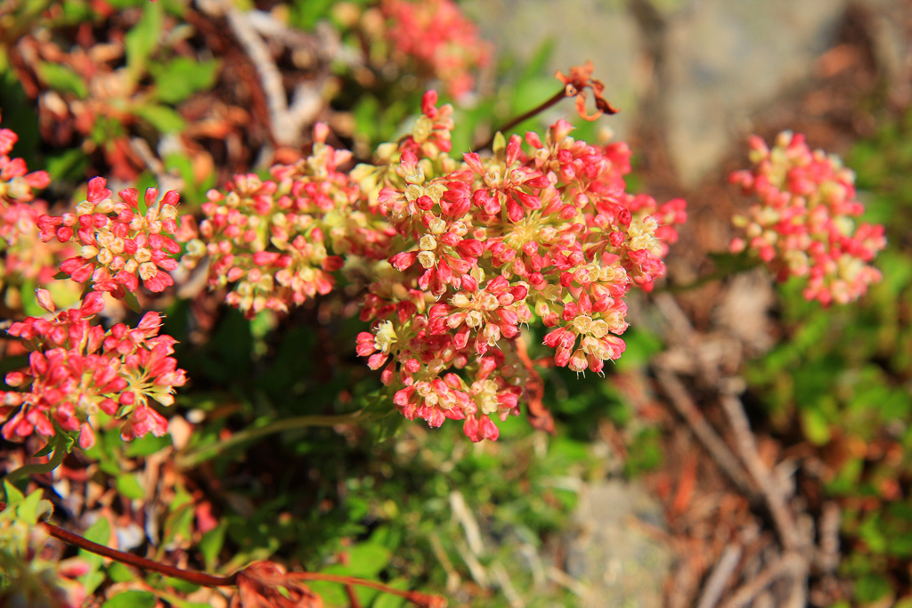 Wild buckwheat - Skyline Divide