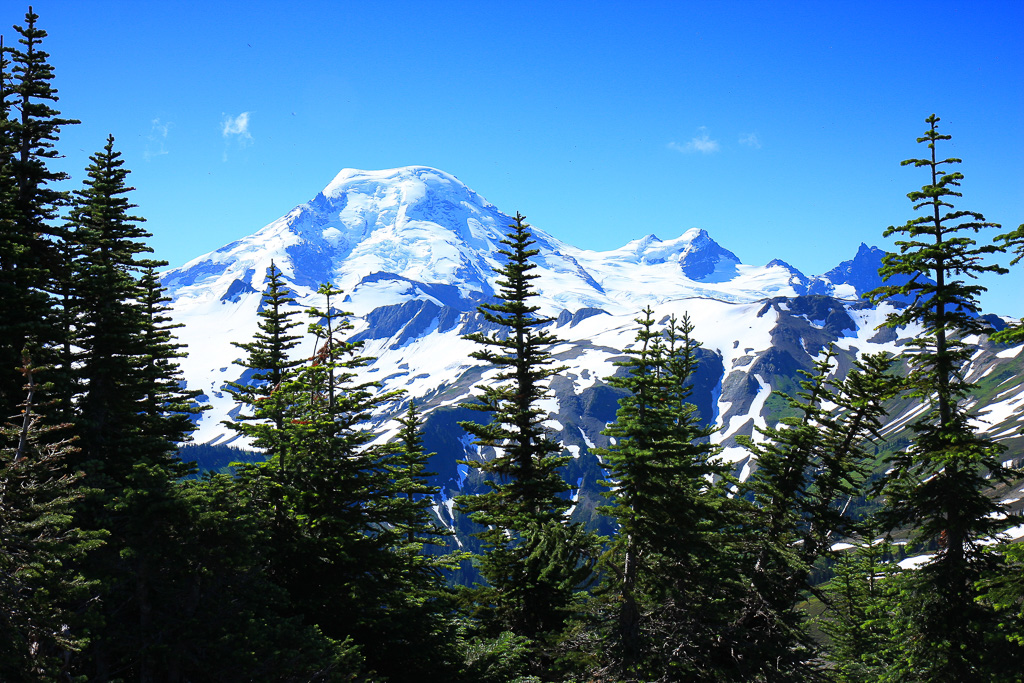 Evergreens and Mount Baker - Skyline Divide