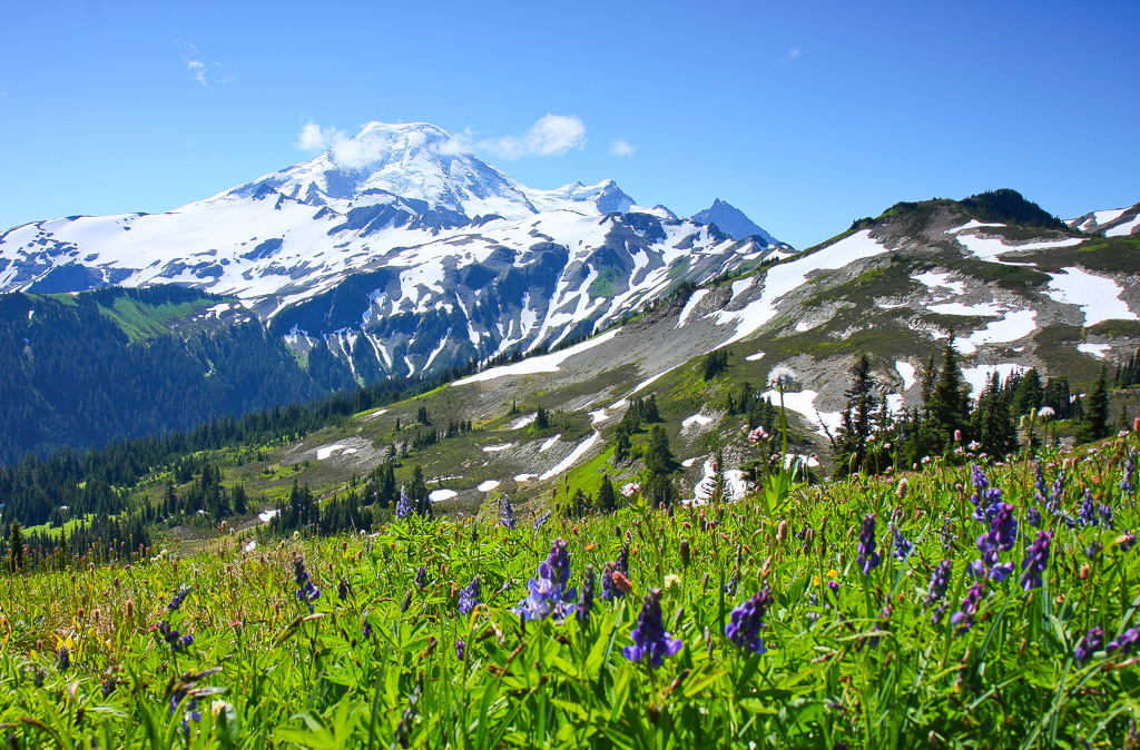 Lupine and Baker - Skyline Divide