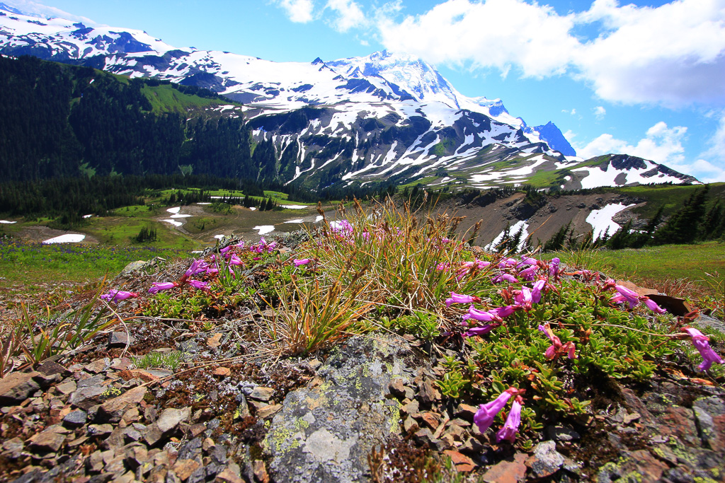 Wildflower ridge - Skyline Divide