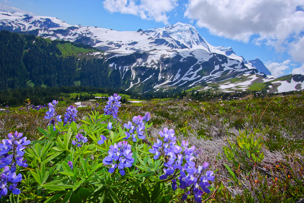 Lupine and North Cascades - Skyline Divide