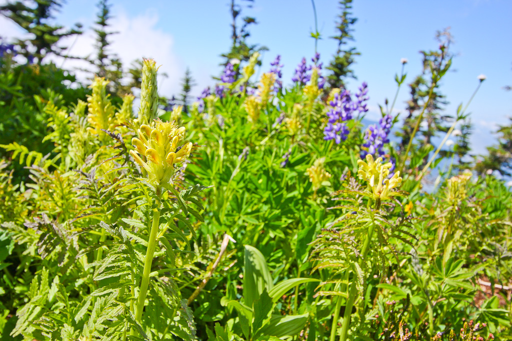 Bracted lousewort - Skyline Divide