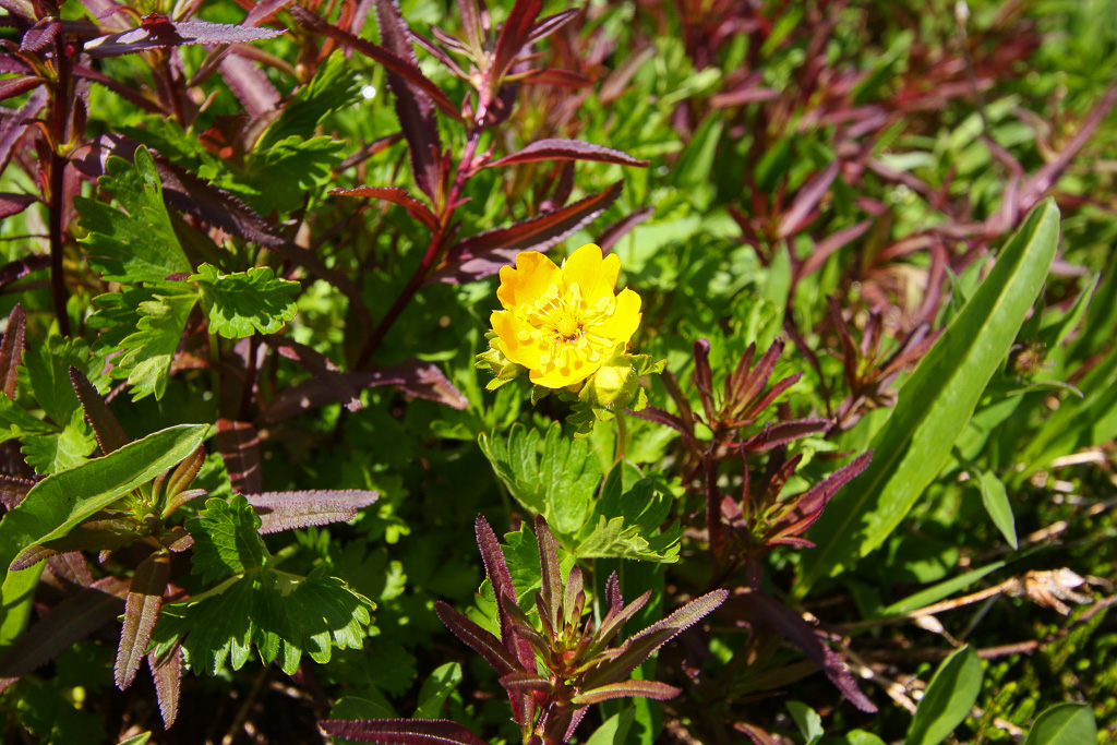 Alpine Buttercup - Skyline Divide