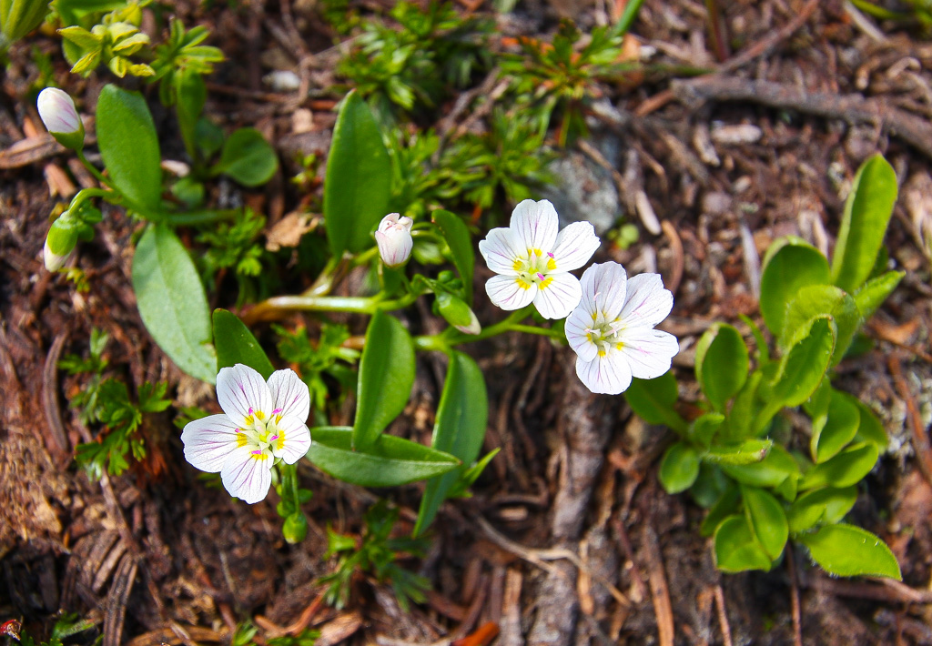 Western spring beauty - Skyline Divide