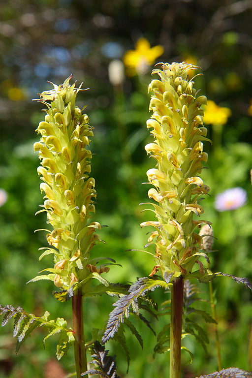 Bracted lousewort pair - Skyline Divide