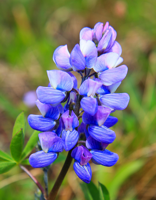 Silky Lupine - Washington