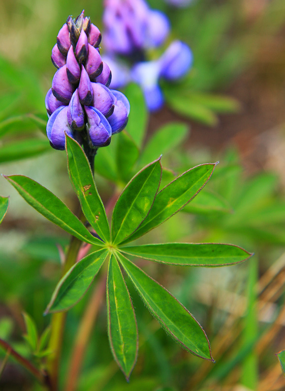 Lupine - Washington