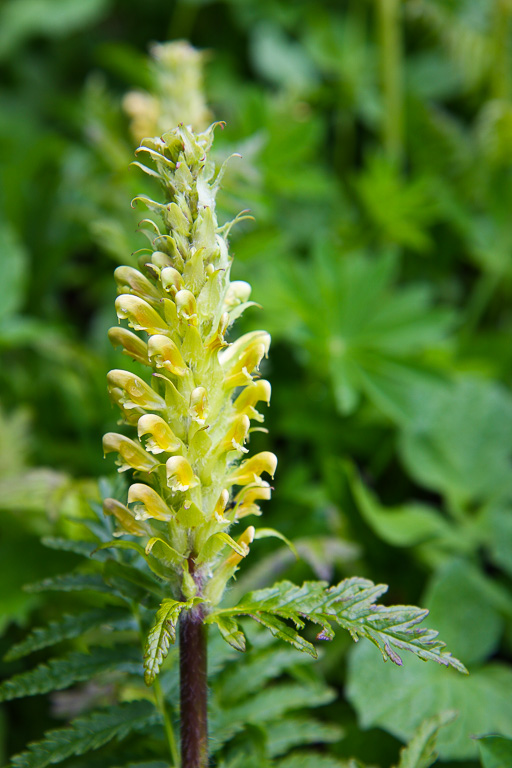 Bracted lousewort - Skyline Divide