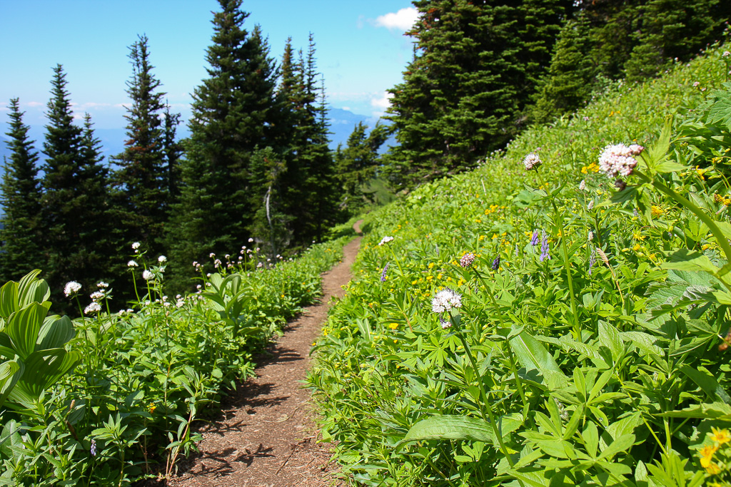 Wildflower slope - Skyline Divide