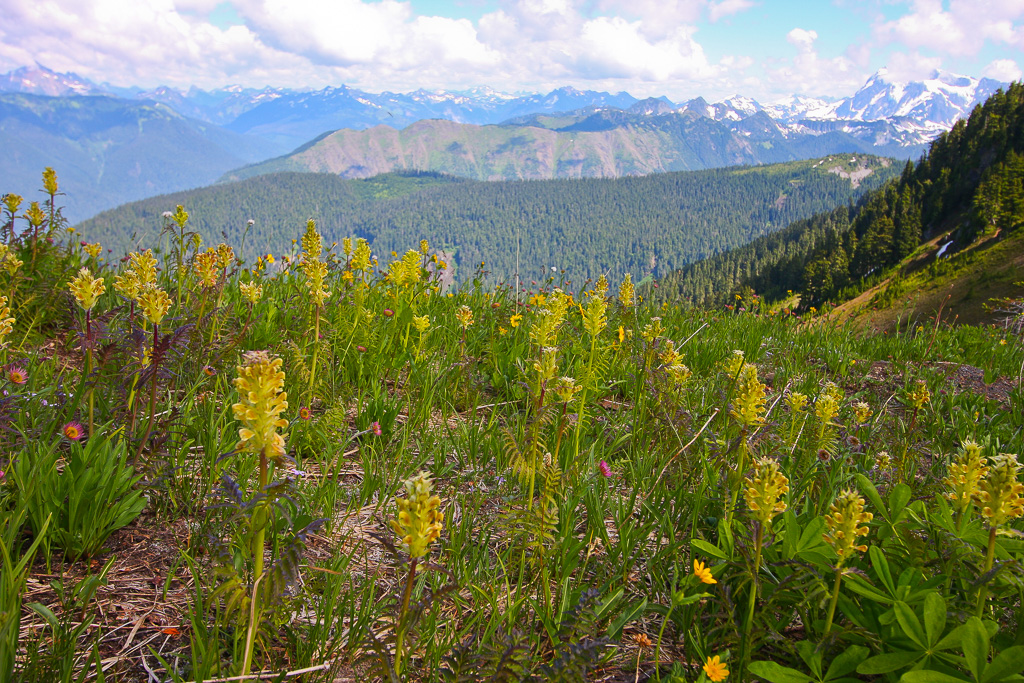 Field of lousewort - Skyline Divide