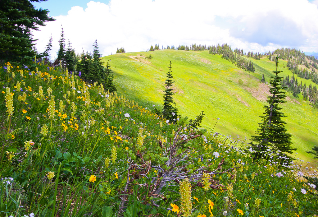 Wildflowers - Skyline Divide