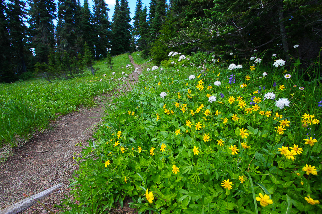 Cutting through wildflowers - Skyline Divide