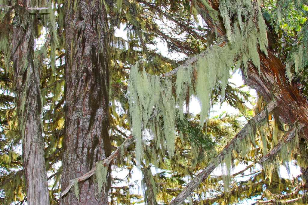 Old Man's Beard moss - Skyline Divide