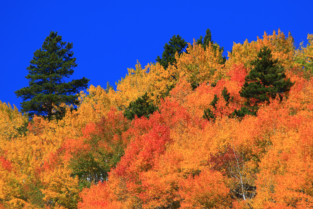 Spectacular fall color - Sprague Lake
