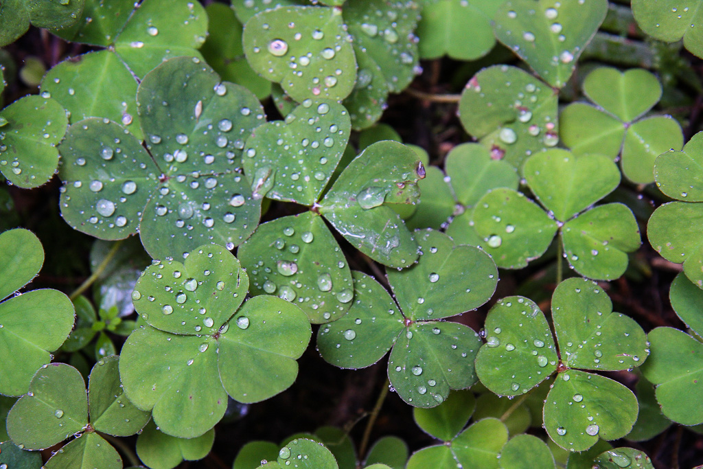Redwood sorrel - Stout Memorial Grove